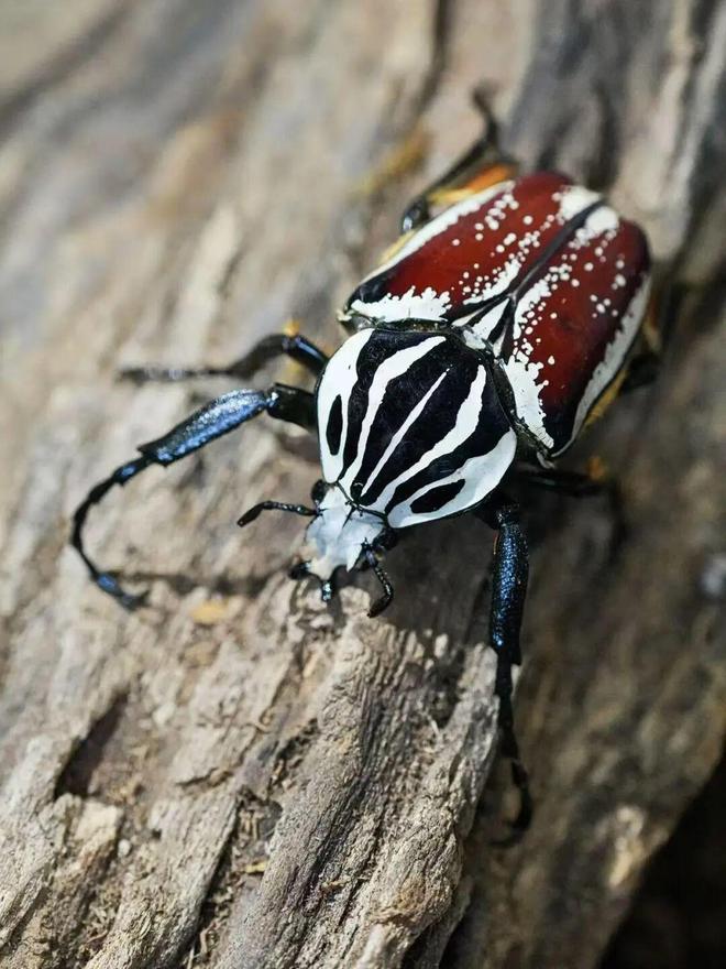 娃找到 20℃ 的「春天」九游会大风降温的北京我们带(图12)